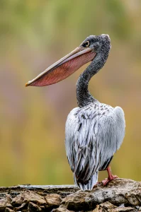 Close Up Photo of a Pelican
