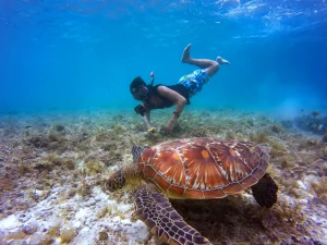 Focusing on a big turtle underwater