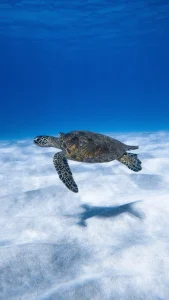 Big aquatic turtle swimming near sand underwater