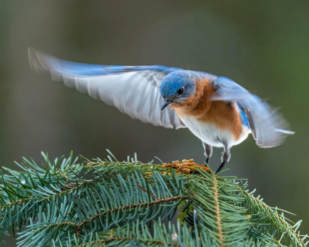 Flying bird on the tree branch