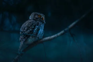Close-up Shot of an Owl Perched on a Tree Branch at night
