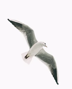 Close up of Seagull Flying bird in bright sky