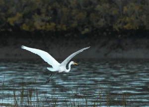 A photo of White Bird Flying over Body of Water