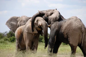 A photo of wild elephants are playing