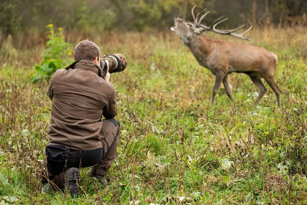 Wildlife Photography Camera Settings (Tips & Tricks)