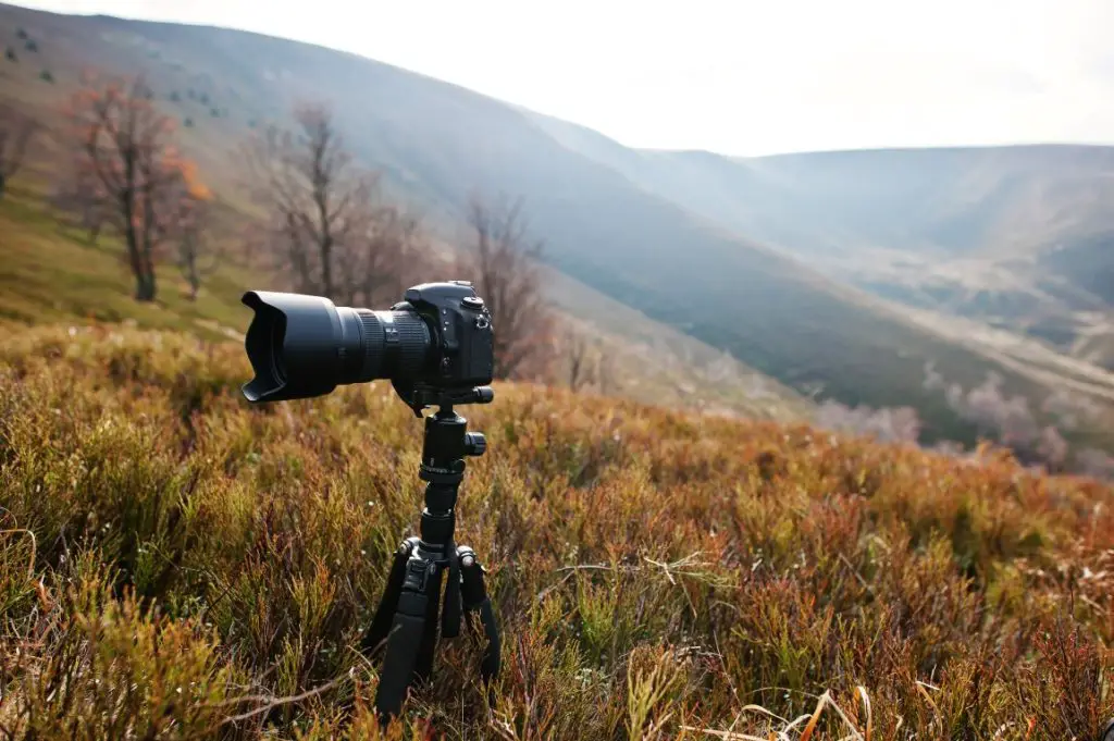 Which Camera Mode Is Best For Wildlife Photography