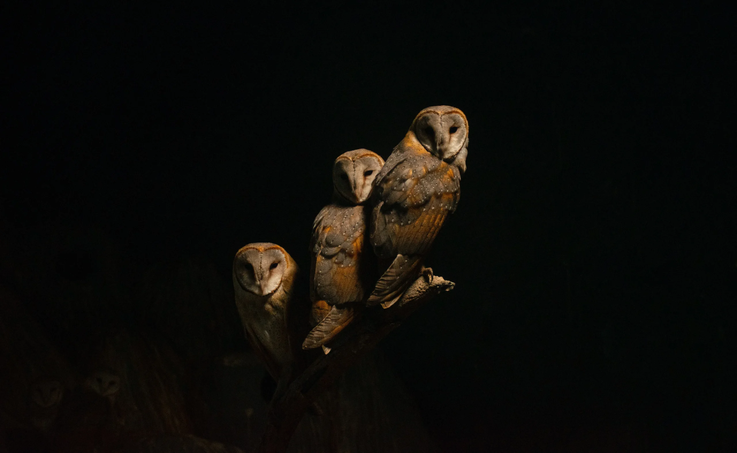 Brown Owls on A Tree Branch at night