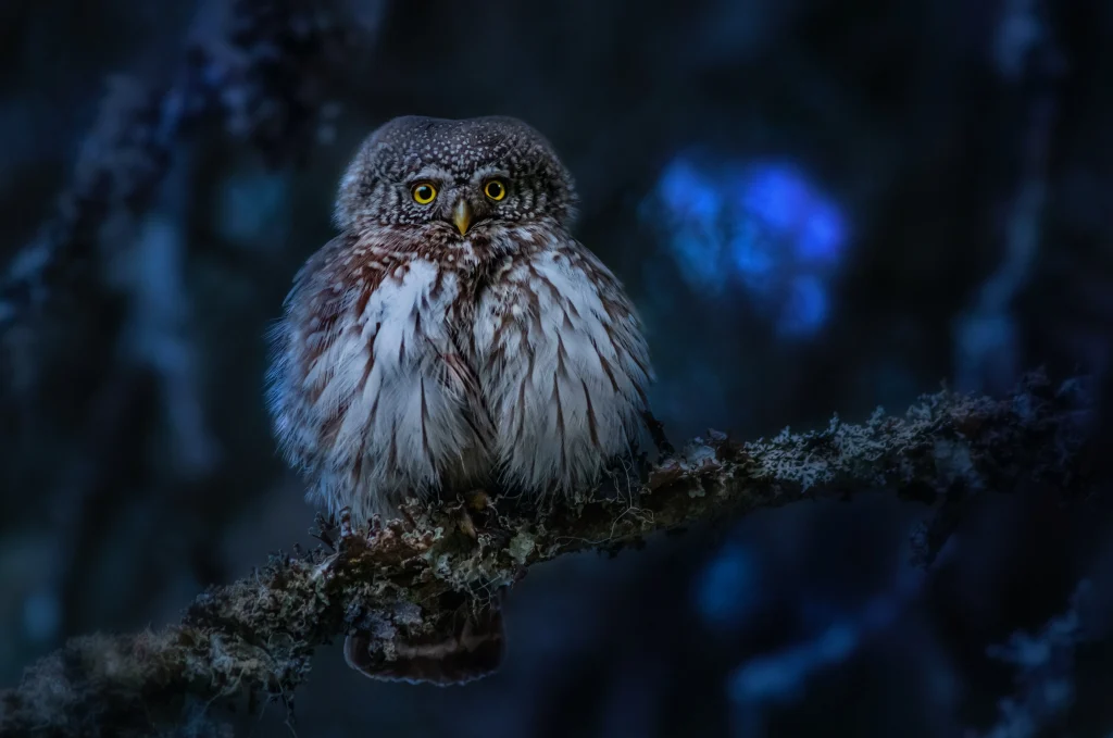 how do you photograph an owl at night