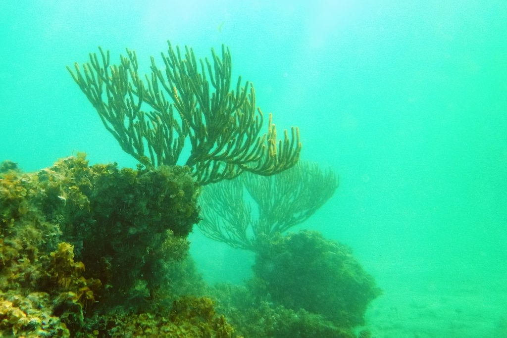 example for a greenish under water photograph