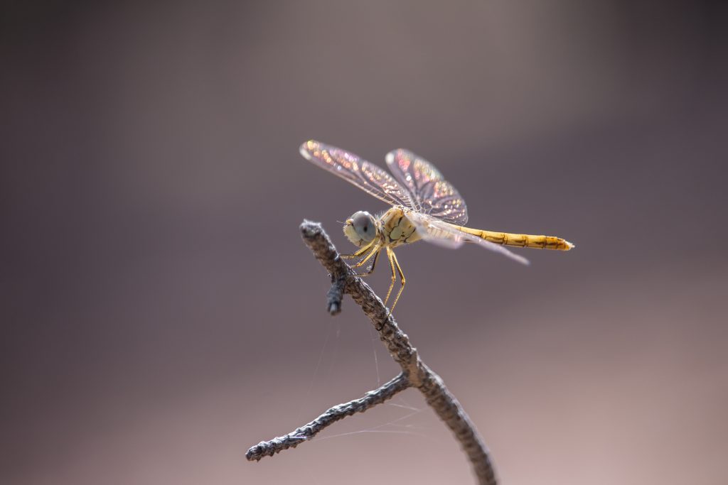 Dragonfly-closeup-macro photography