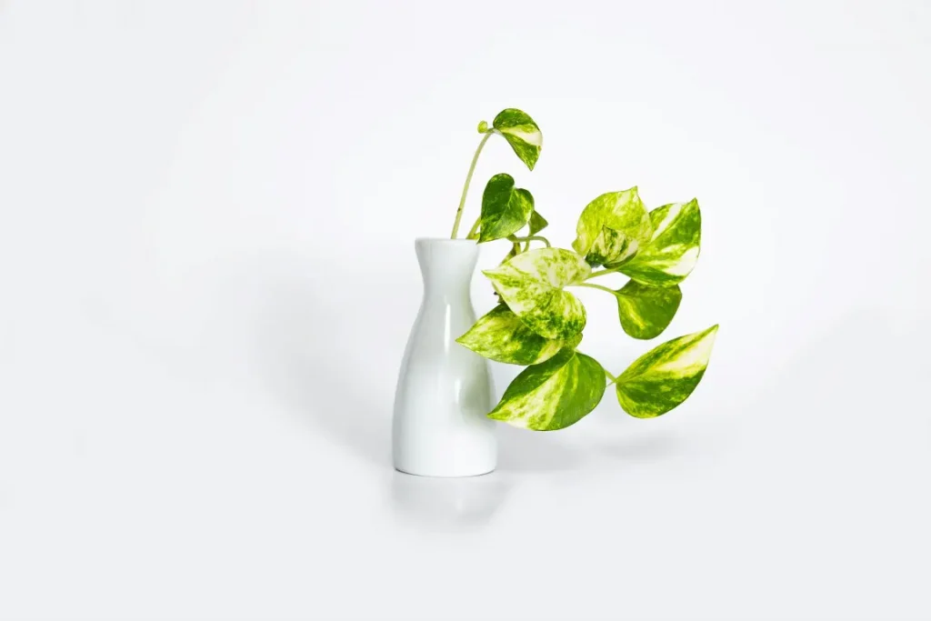 Minimalist photograph of home decoration item of a green-leafed plant on white vase
