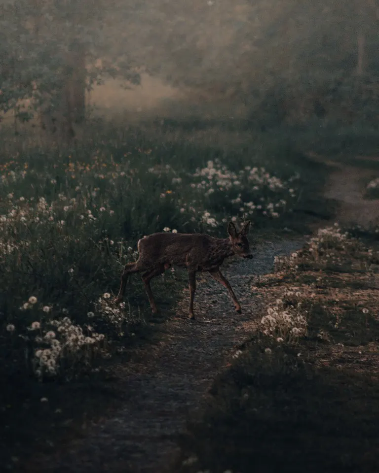 A deer crossing alone in a hiking trail