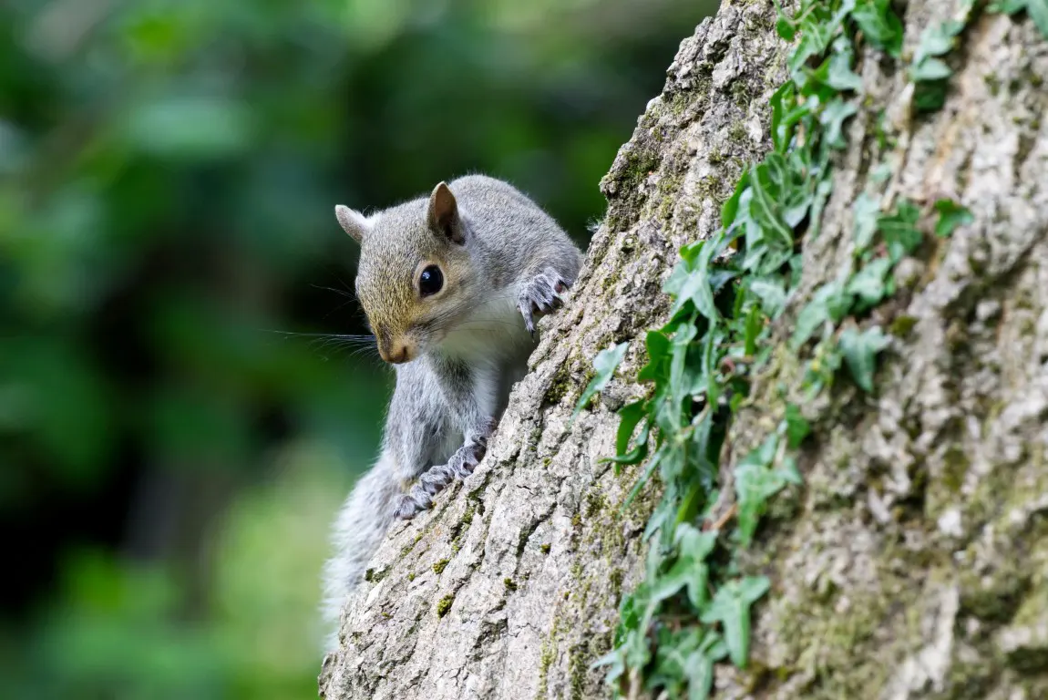 A trail photography of a grey squirrel on a tree trunk