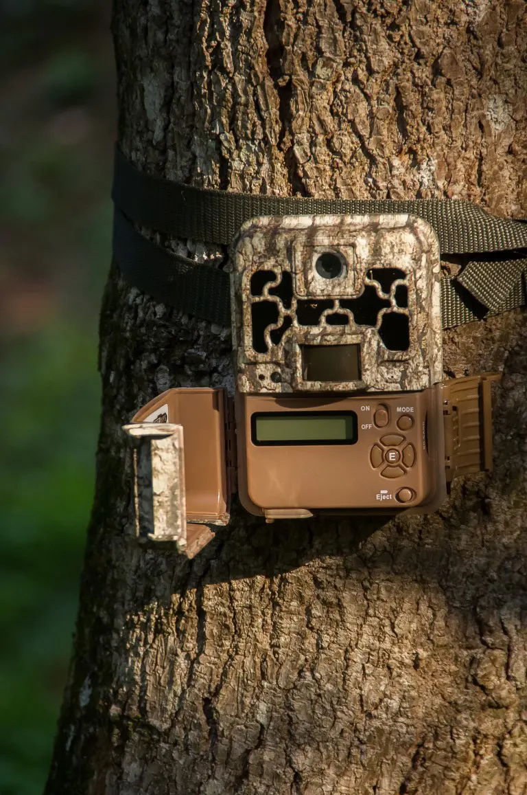 Front view of a trail camera setup on a tree trunk next to the hiking trail