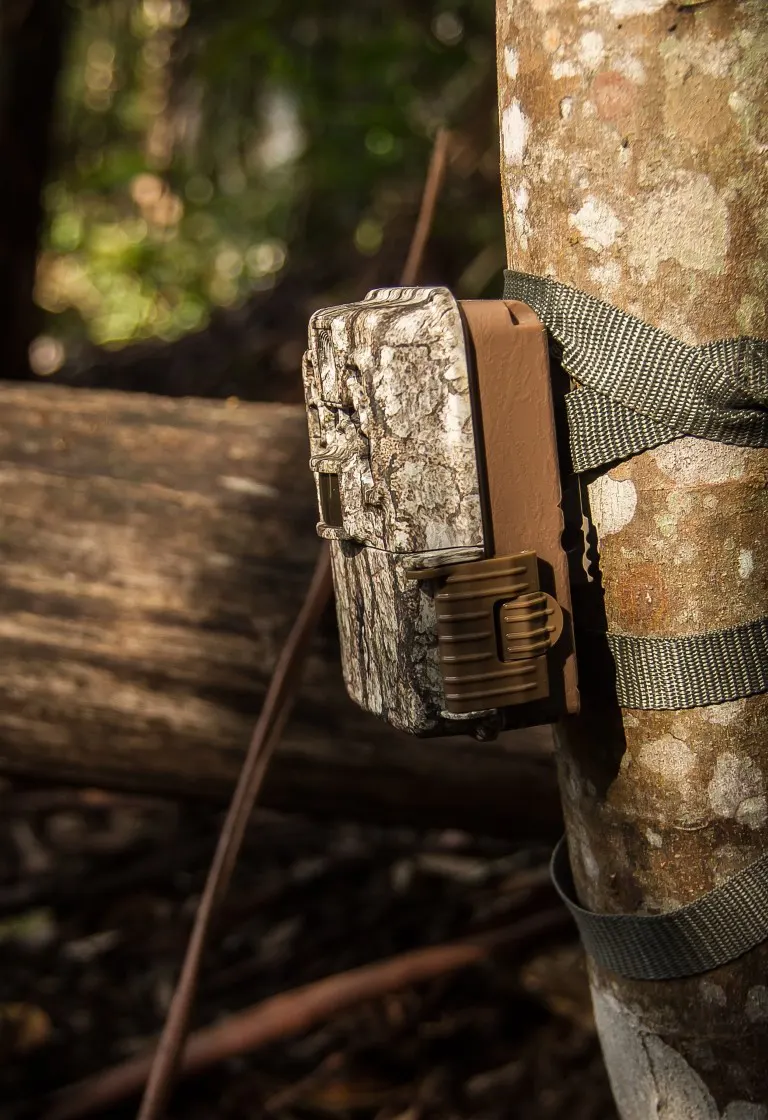 Trail camera setup on a tree trunk next to the hiking trail
