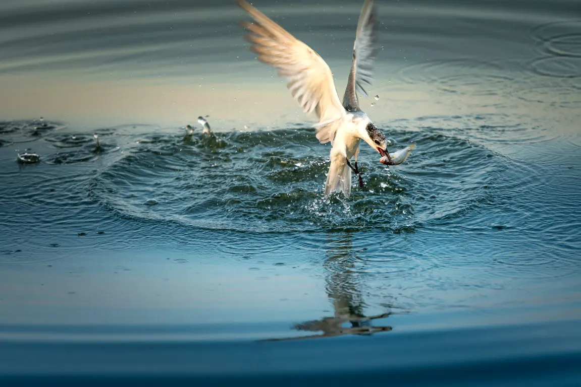 A bird photograph was taken from a kayak