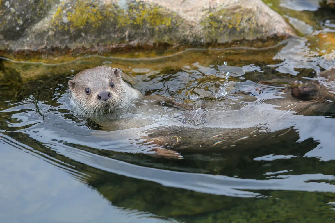 A photo of an Otter was taken from a kayak