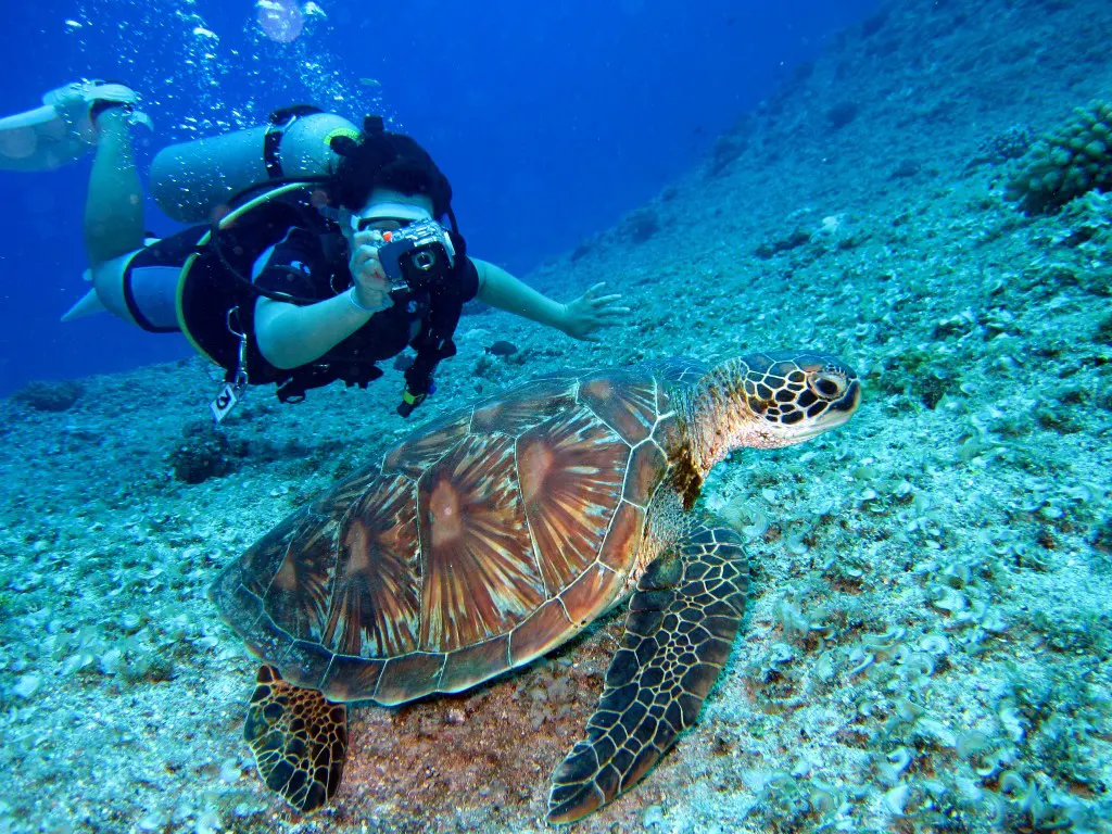 A scuba diver takes photo of tortoise