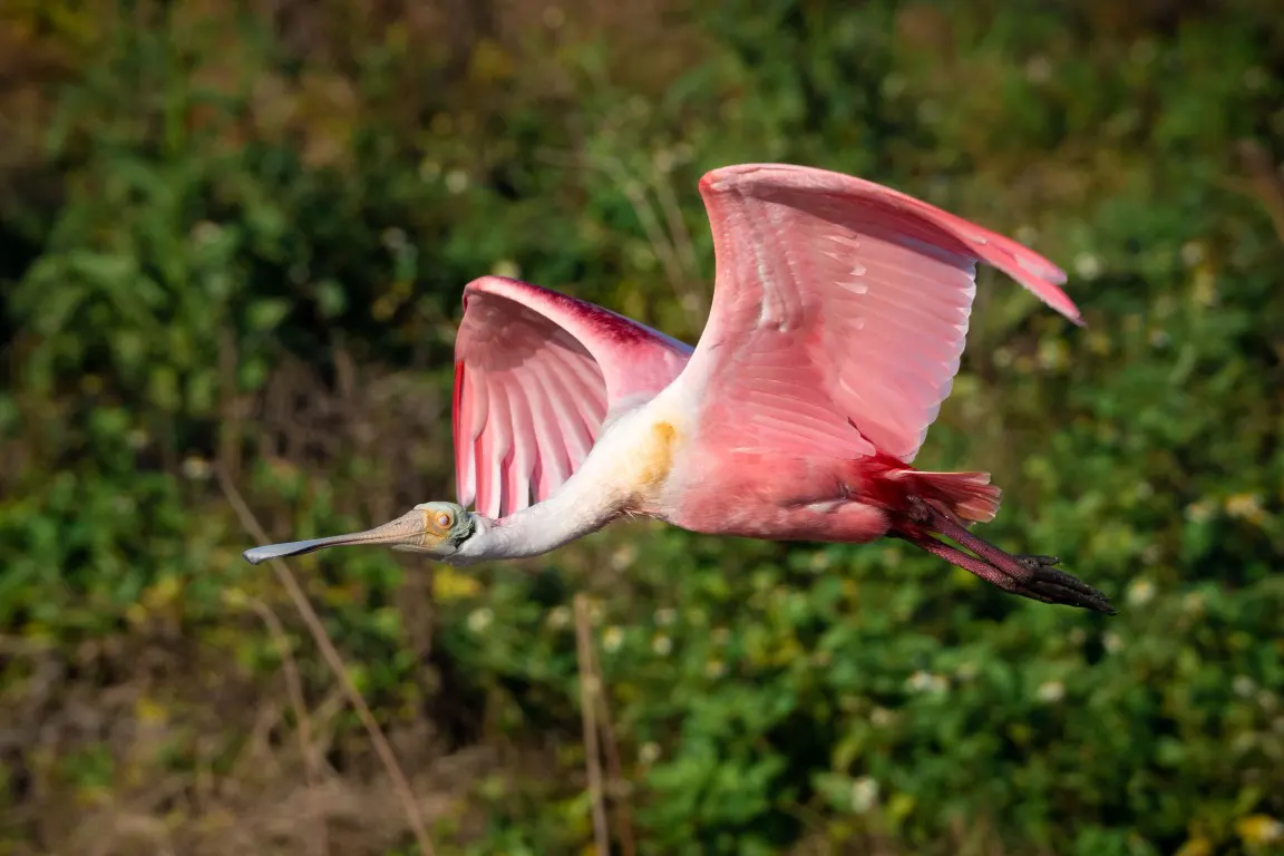A bird photograph of a Roseate Spoonbill flying