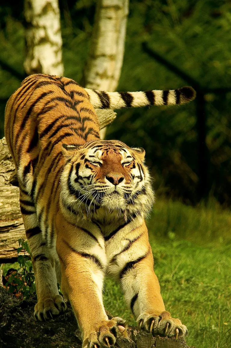 Close-up photo of a Tiger in shallow