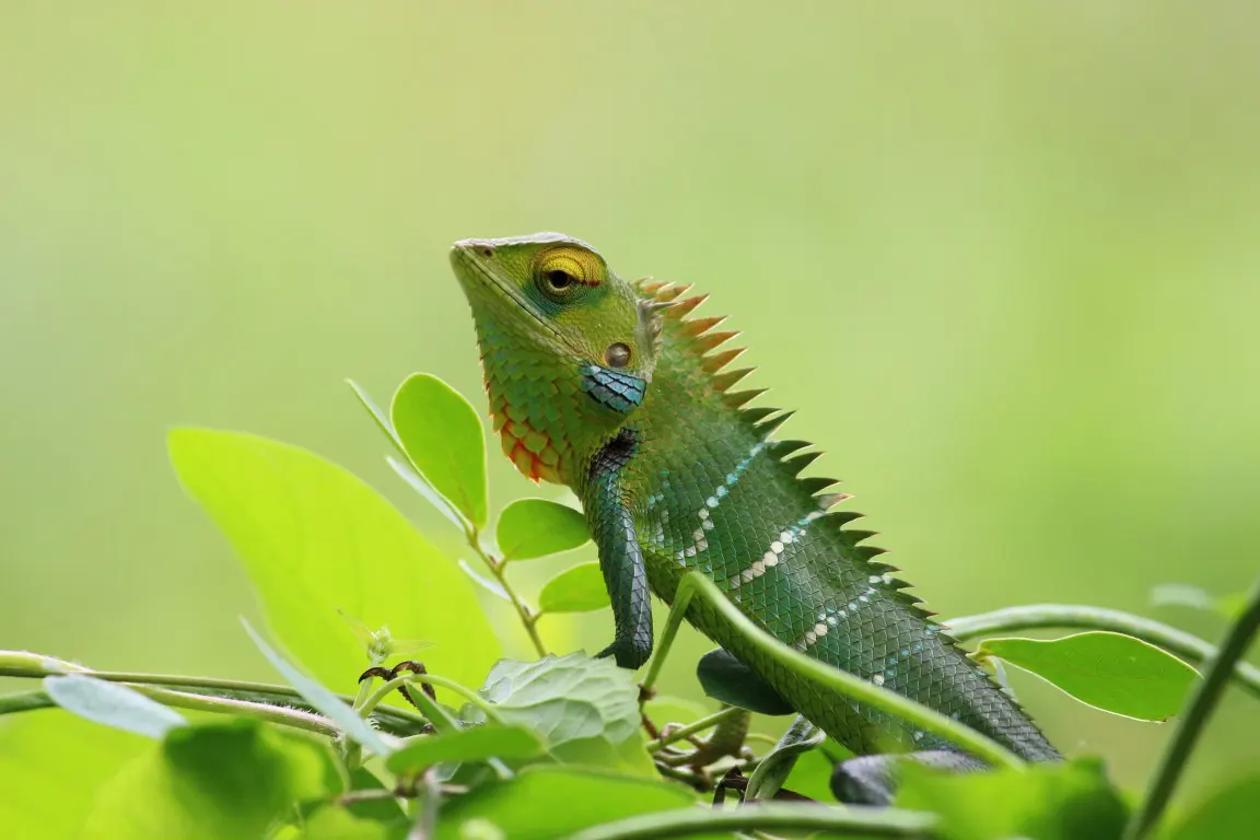 Close-up photography of Chameleon with blurred background