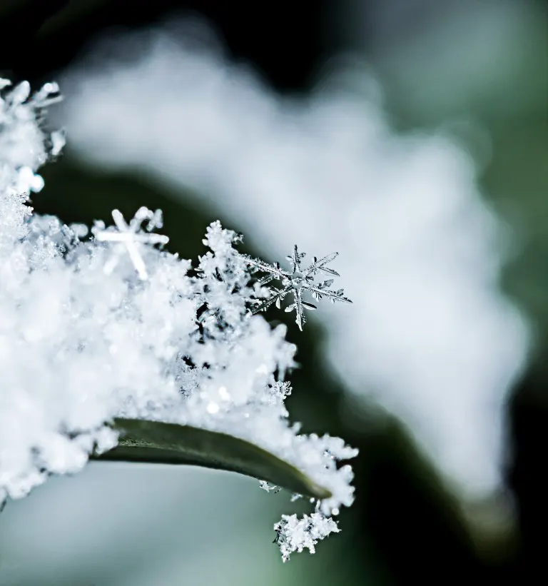 Snowflakes on a grass leaf surface