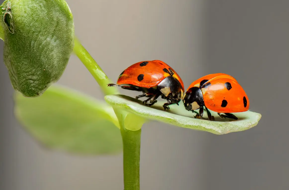 Two Lady Bugs on green leaf