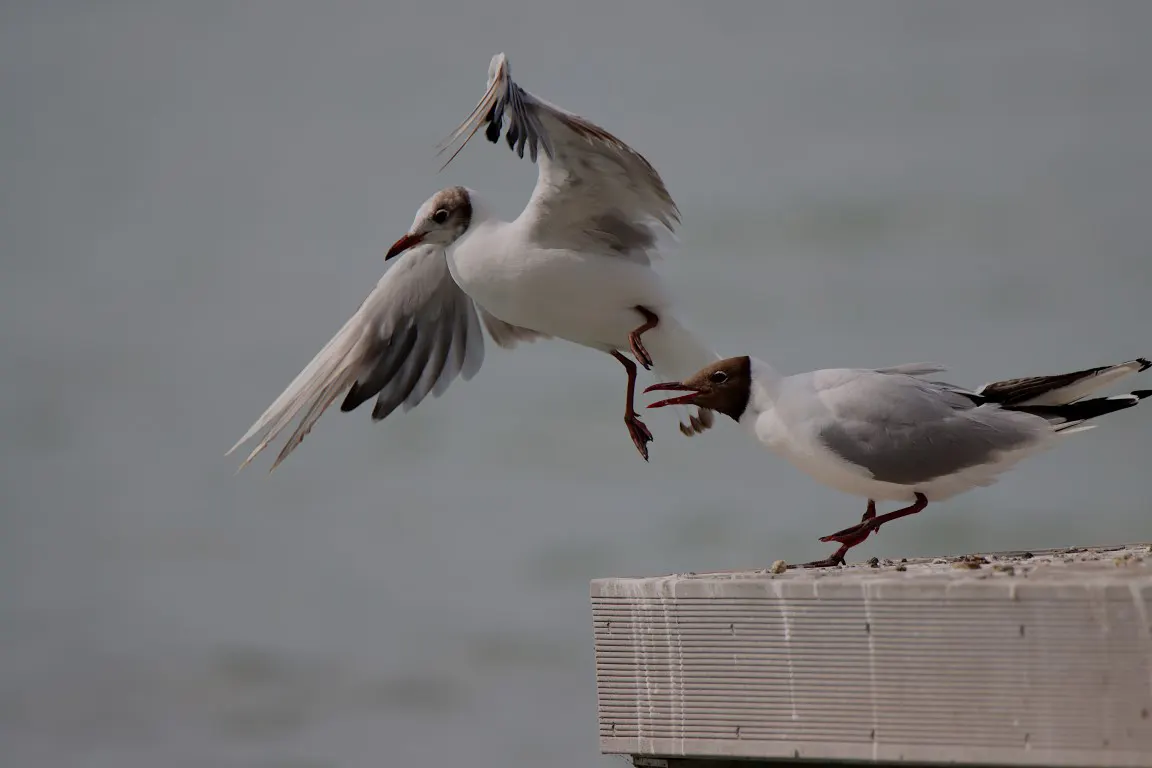 Close up shot of black-headed Gulls was taken in bad light condition